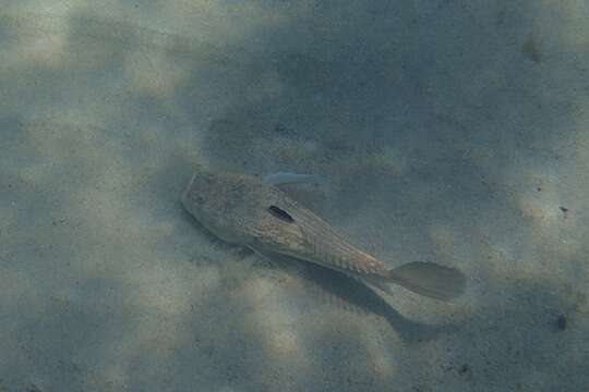 Image of Atlantic Stargazer