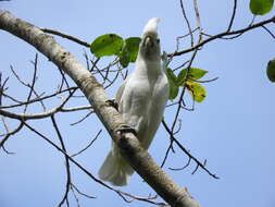 Image of Broad-crested Corella