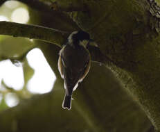 Image of Periparus ater britannicus (Sharpe & Dresser 1871)