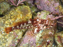 Image of Rosy sculpin