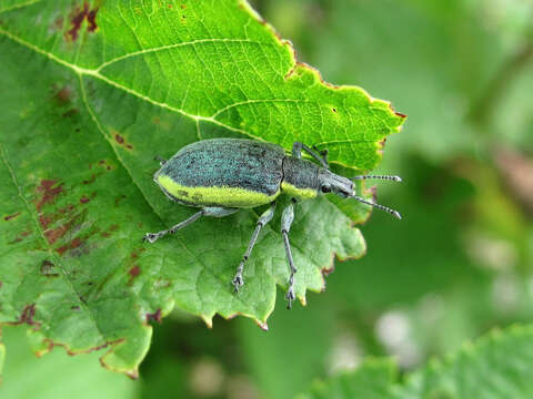 Image of Chlorophanus viridis (Linnaeus 1758)