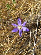 Sivun Brodiaea jolonensis Eastw. kuva