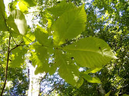 Image of Carya glabra (Mill.) Sweet