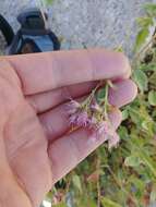 Image of western snakeroot