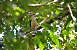 Image of Luzon Hornbill