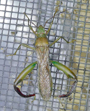 Image of Texas Bow-legged Bug