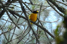 Image of Yellow-throated Euphonia