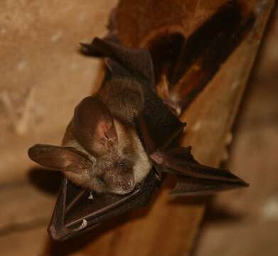 Image of Cape Long-eared Bat