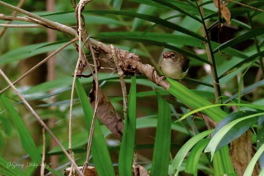 Image of Beccari's Scrubwren