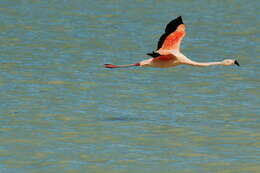 Imagem de Phoenicopterus chilensis Molina 1782