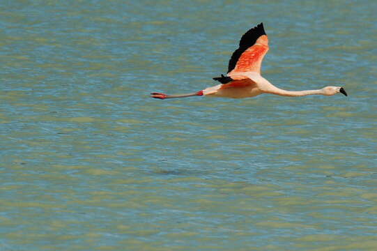 Imagem de Phoenicopterus chilensis Molina 1782