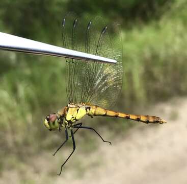 Sympetrum cordulegaster (Selys 1883) resmi