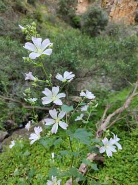 Image of Malva australiana M. F. Ray