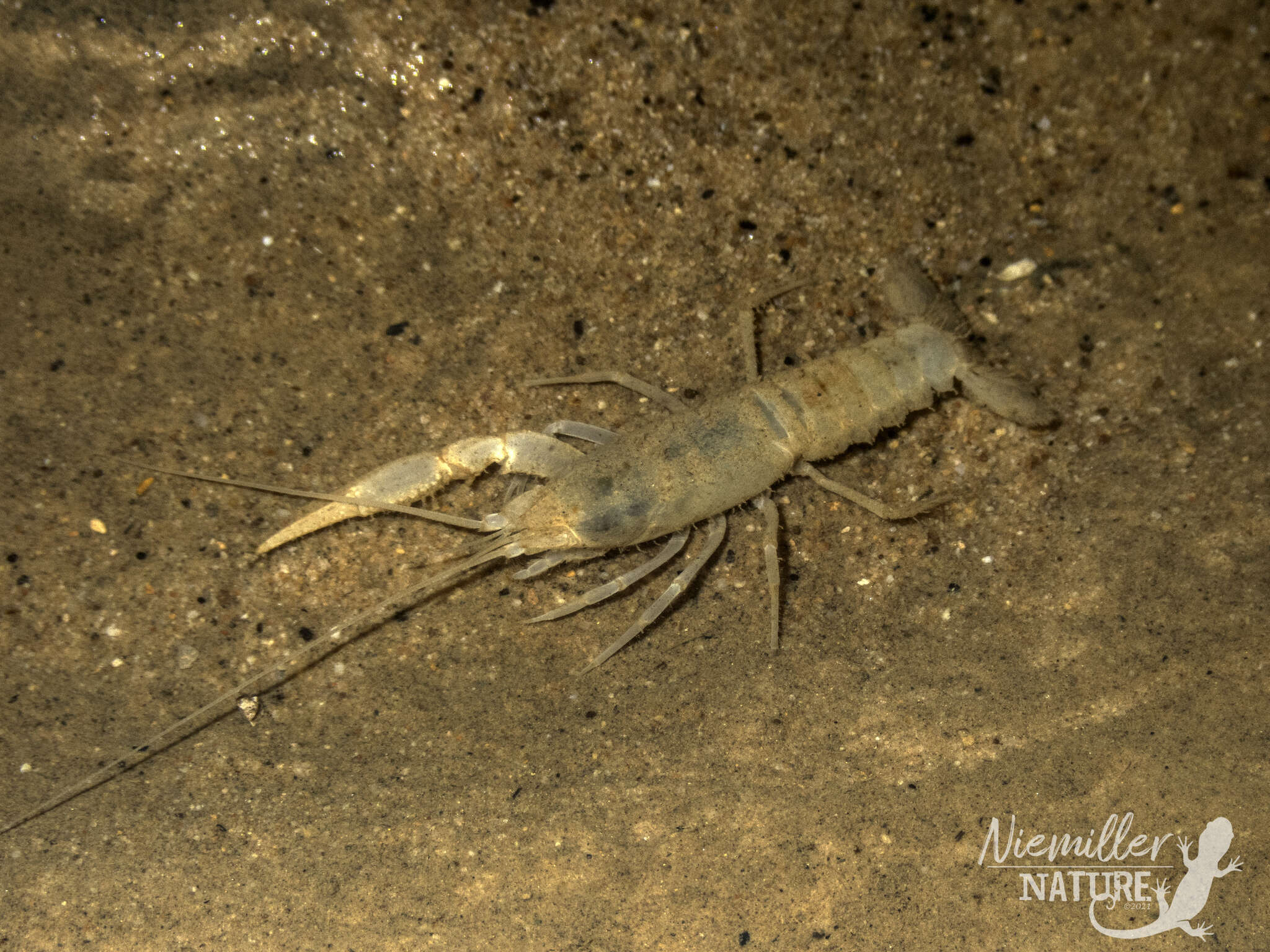 Image of Cambarus jonesi Hobbs & Barr 1960