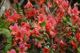 Imagem de Rhododendron simsii Planch.