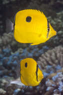 Image of Indian Teardrop Butterflyfish