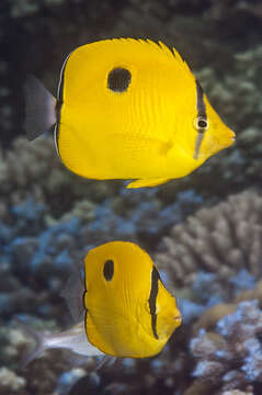 Image of Indian Teardrop Butterflyfish