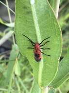 Image of Blackened Milkweed Beetle