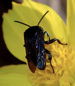 Image of Thyreus nitidulus quartinae (Gribodo 1884)