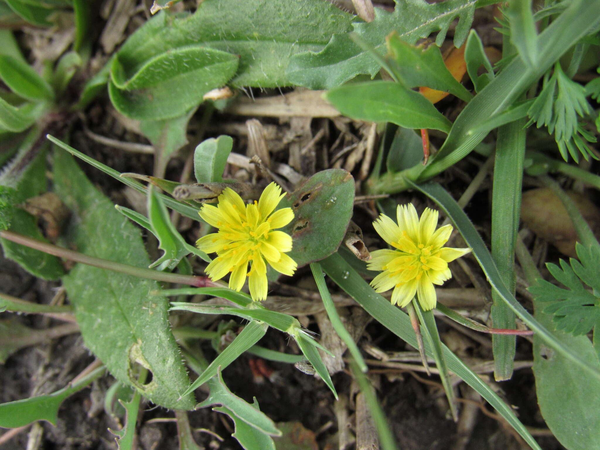 Image of western dwarfdandelion