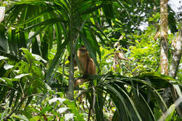 Image of Mitered Leaf-monkey; Sumatran Surili