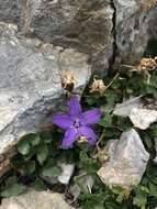 Image of Campanula arvatica Lag.