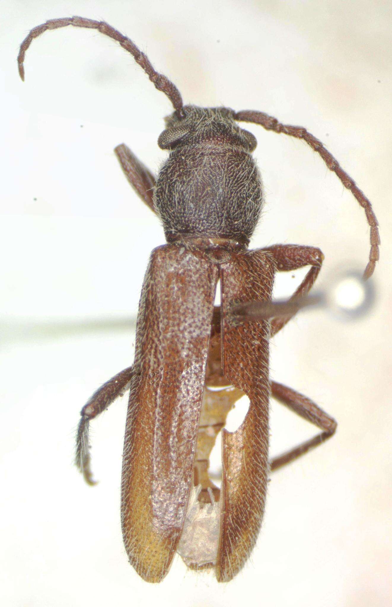 Plancia ëd Anelaphus inornatum (Chemsak & Linsley 1979)