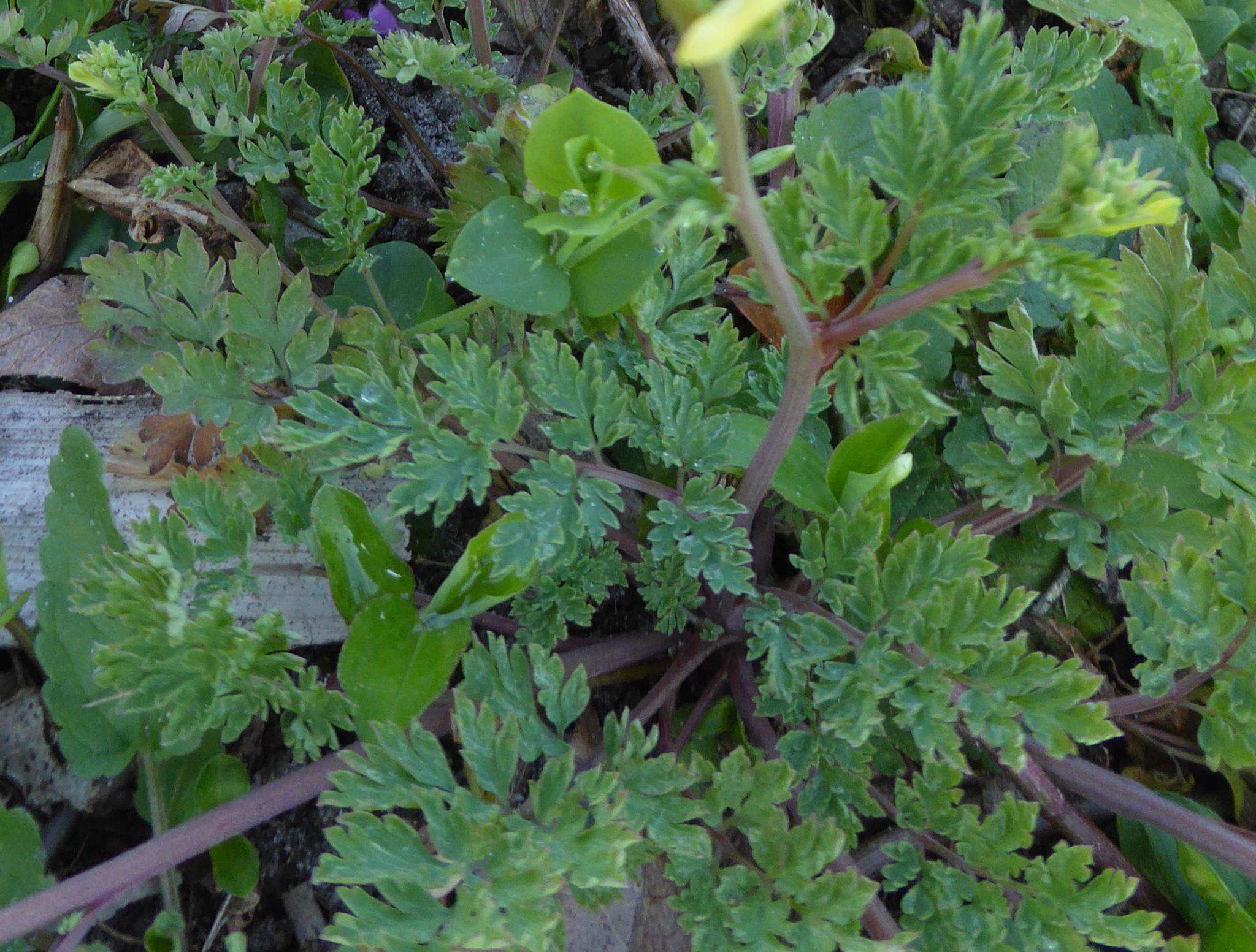 Image of smallflower fumewort