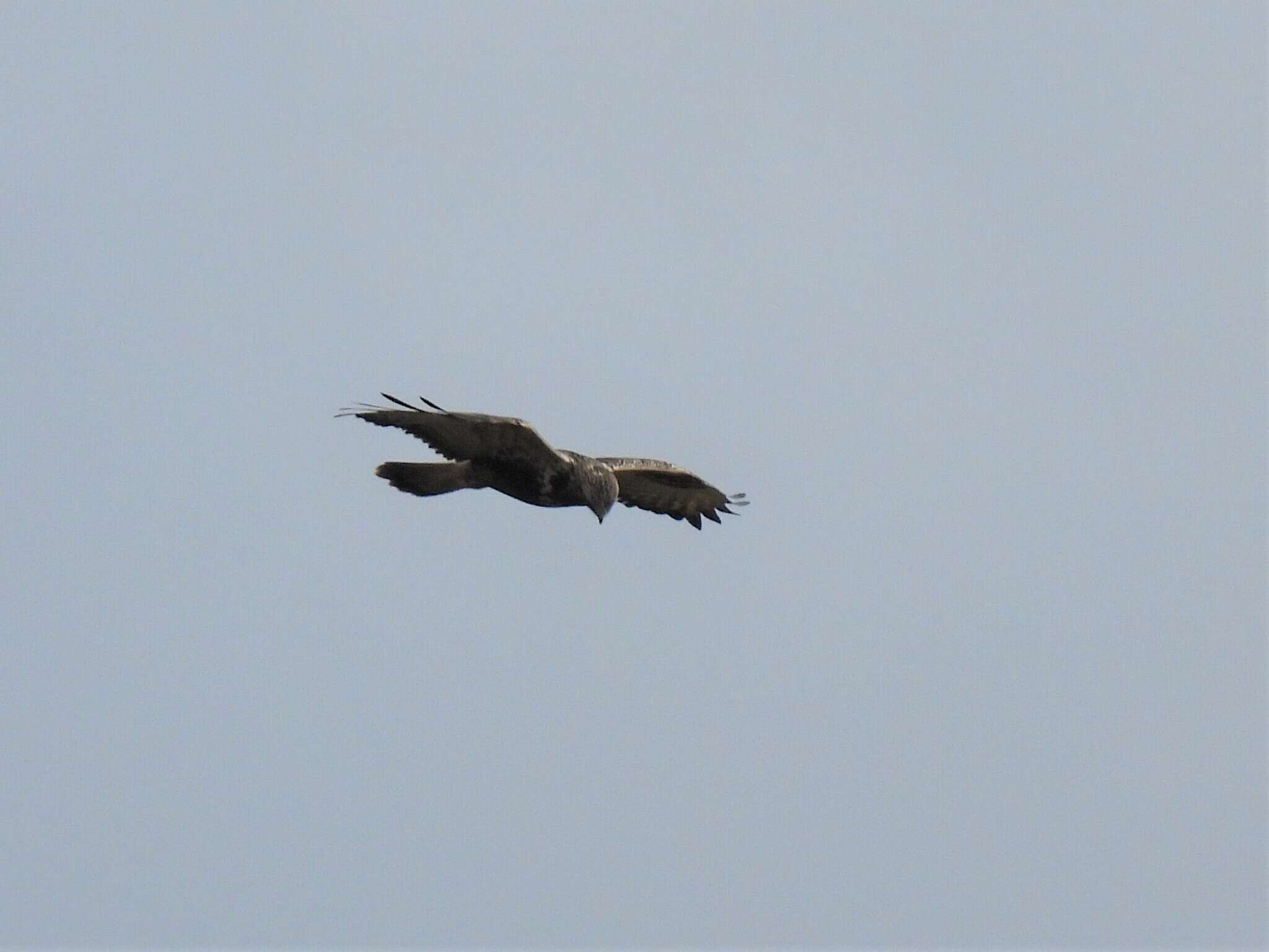 Imagem de Buteo lagopus lagopus (Pontoppidan 1763)