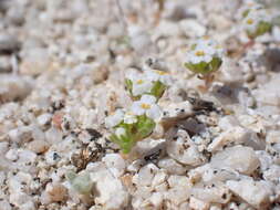 Image of San Bernardino Mountain gilia