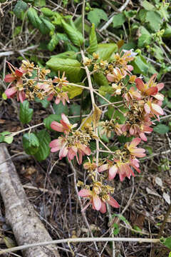 Image of Tetrapterys phlomoides (Sprengel) Nied.