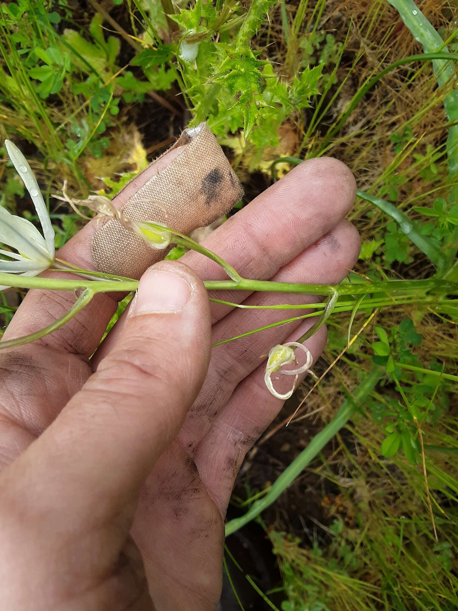 Imagem de Camassia leichtlinii subsp. leichtlinii