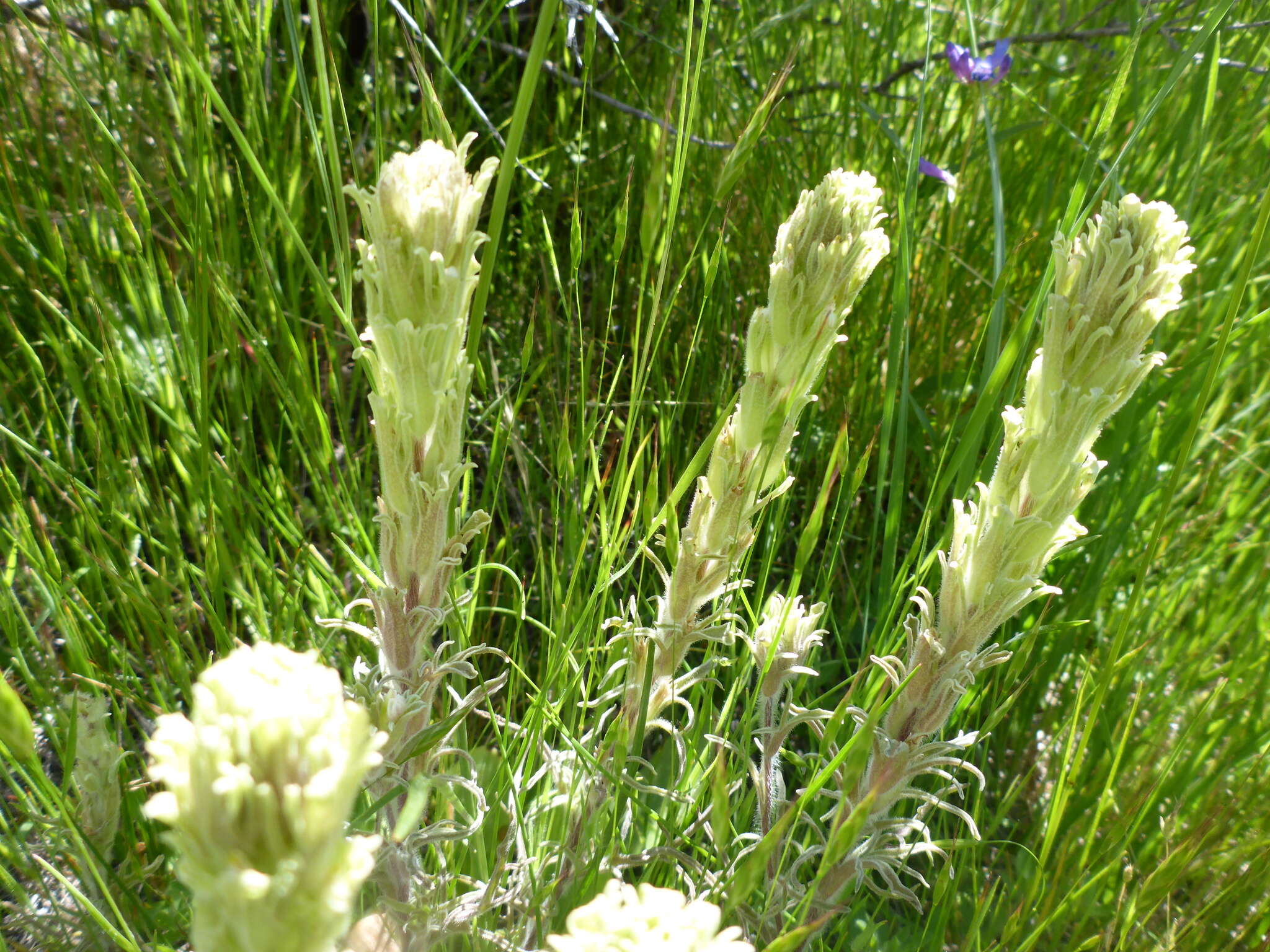 Image of <i>Castilleja <i>pilosa</i></i> var. pilosa