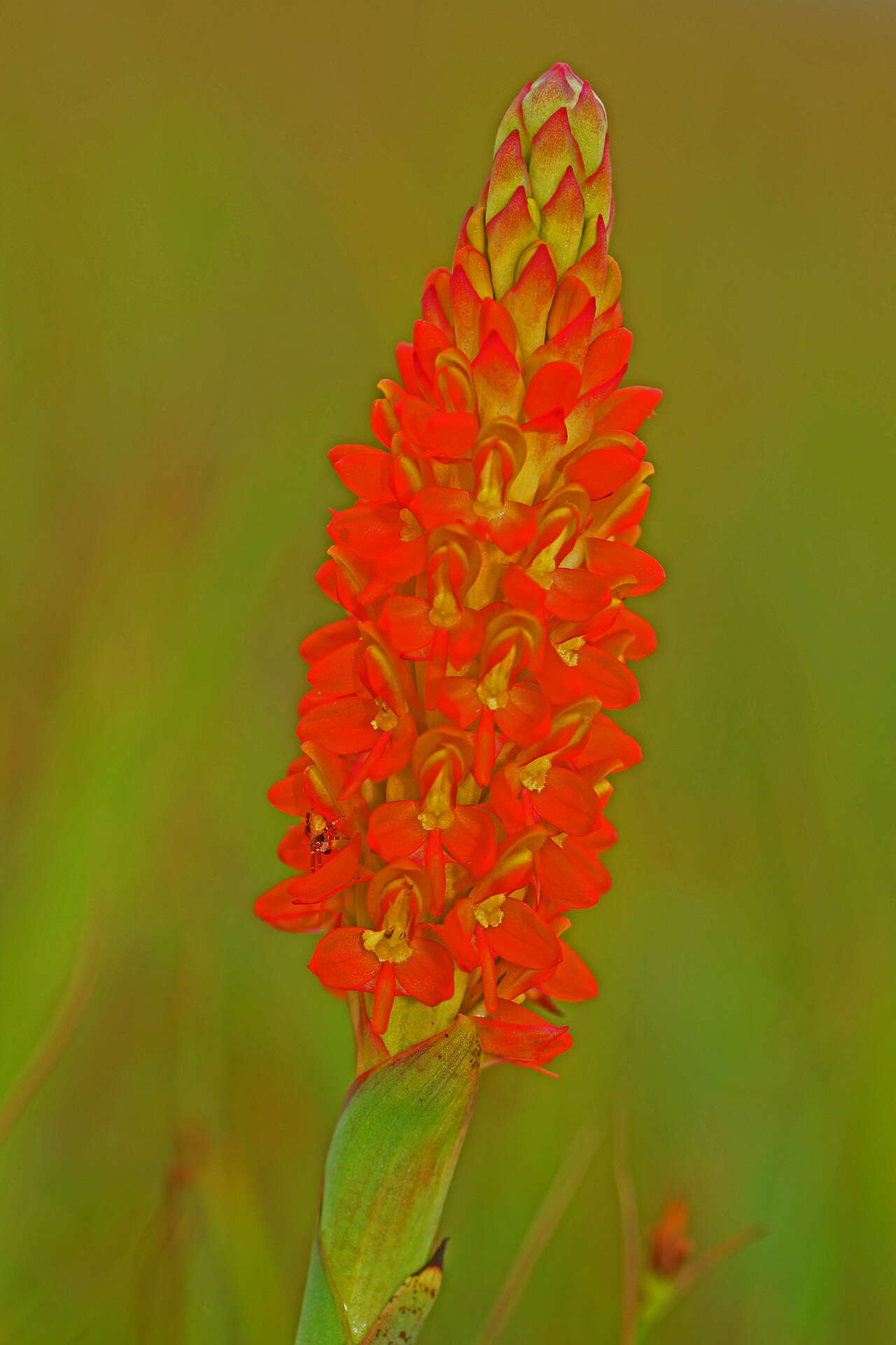 Image de Disa polygonoides Lindl.