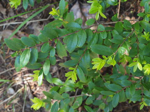 Image of Oregon boxleaf