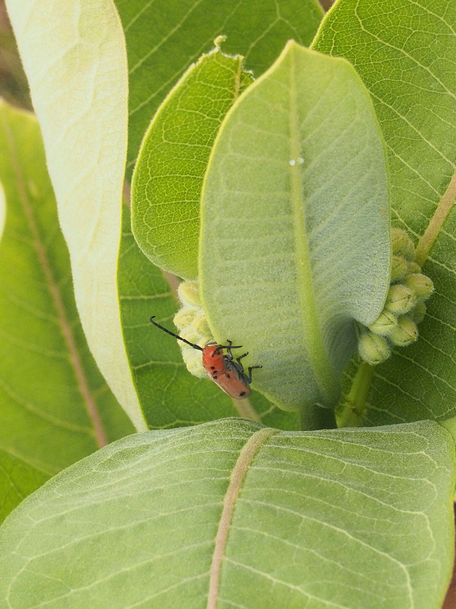 Sivun Tetraopes quinquemaculatus Haldeman 1847 kuva