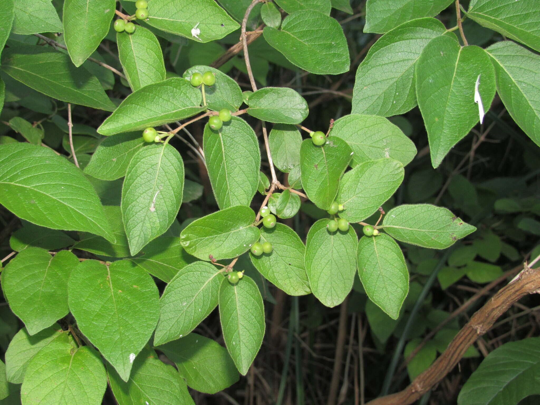 Image of Manchurian honeysuckle