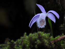 Pleione formosana Hayata resmi