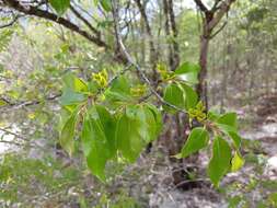 Plancia ëd Diospyros tropophylla (H. Perrier) G. E. Schatz & Lowry