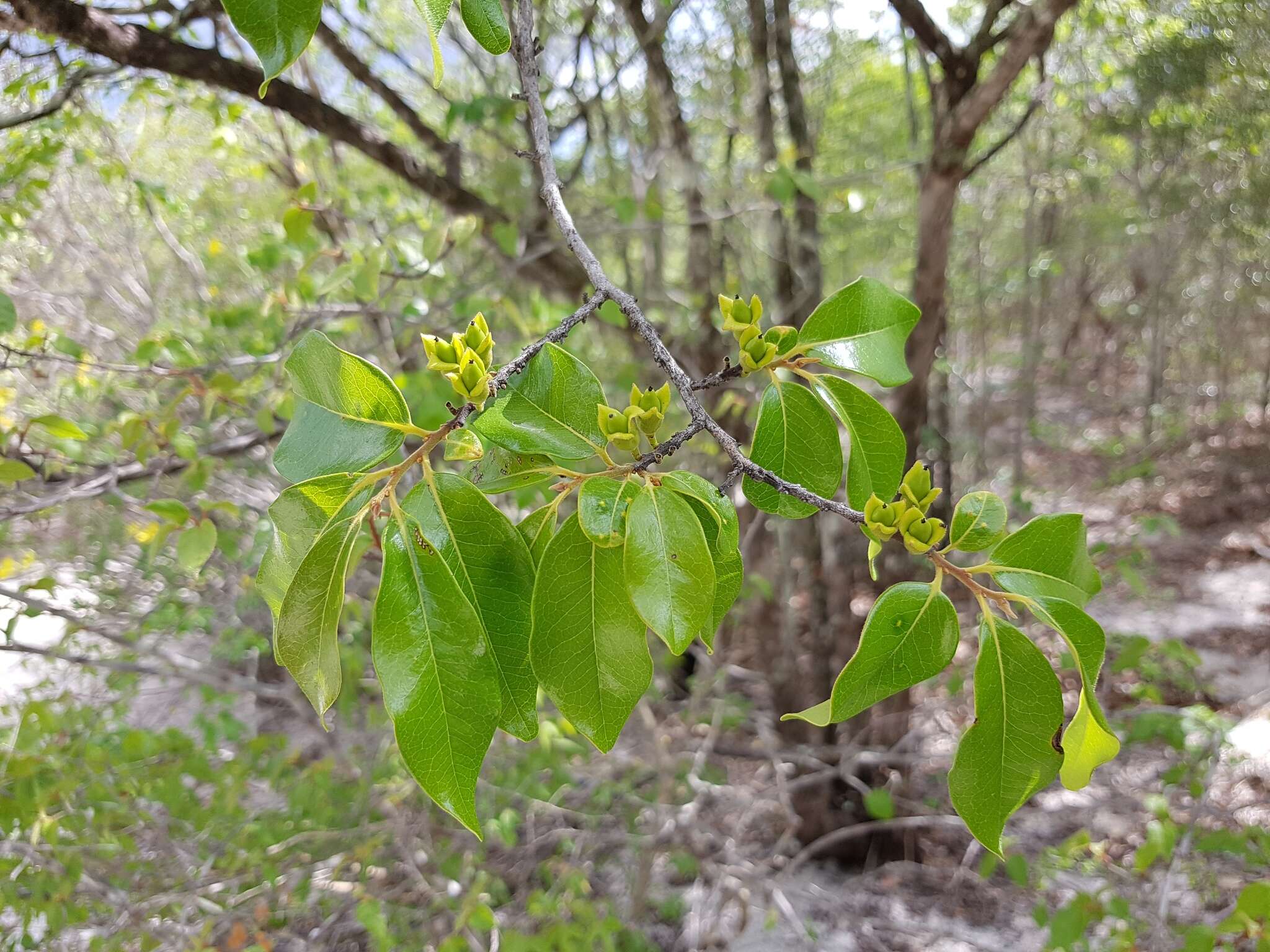 Sivun Diospyros tropophylla (H. Perrier) G. E. Schatz & Lowry kuva