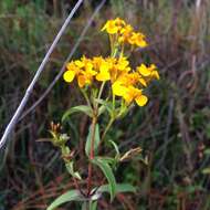 Image of sweetscented marigold