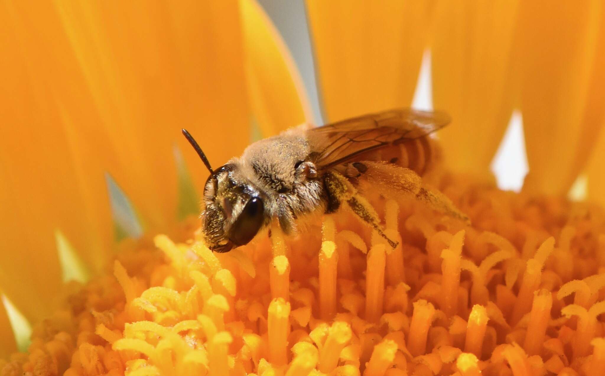 Image of Andrena balsamorhizae La Berge 1967