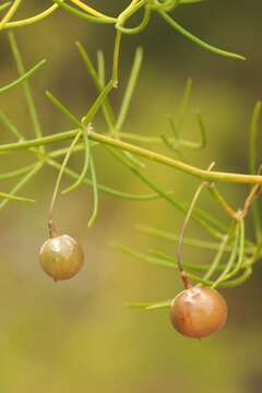 Слика од Asparagus persicus Baker