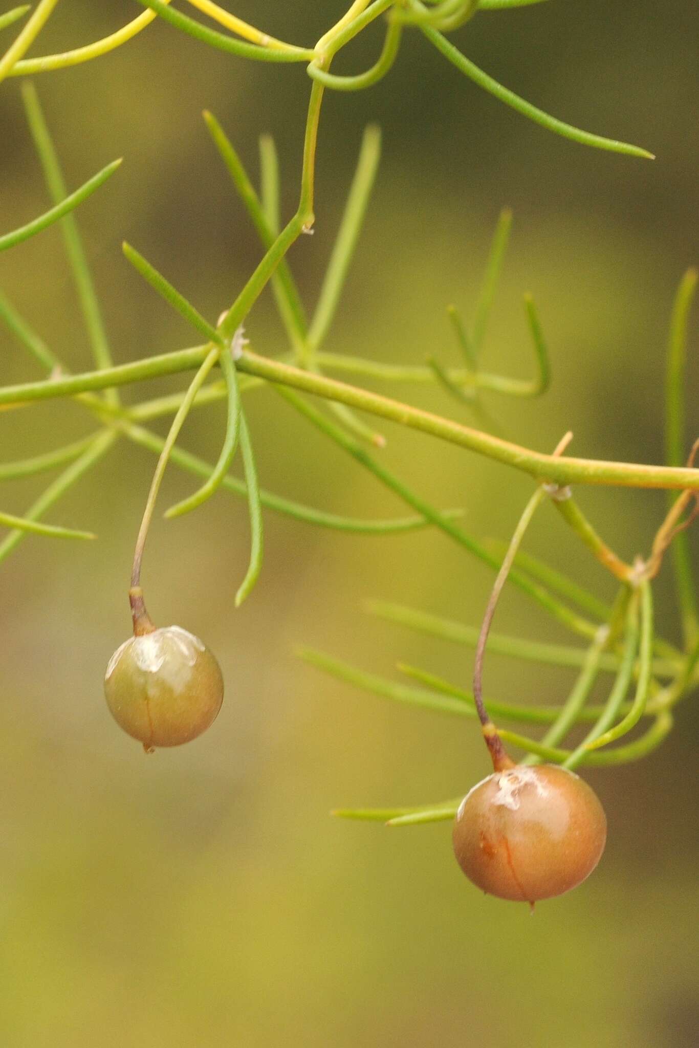 Image of Asparagus persicus Baker