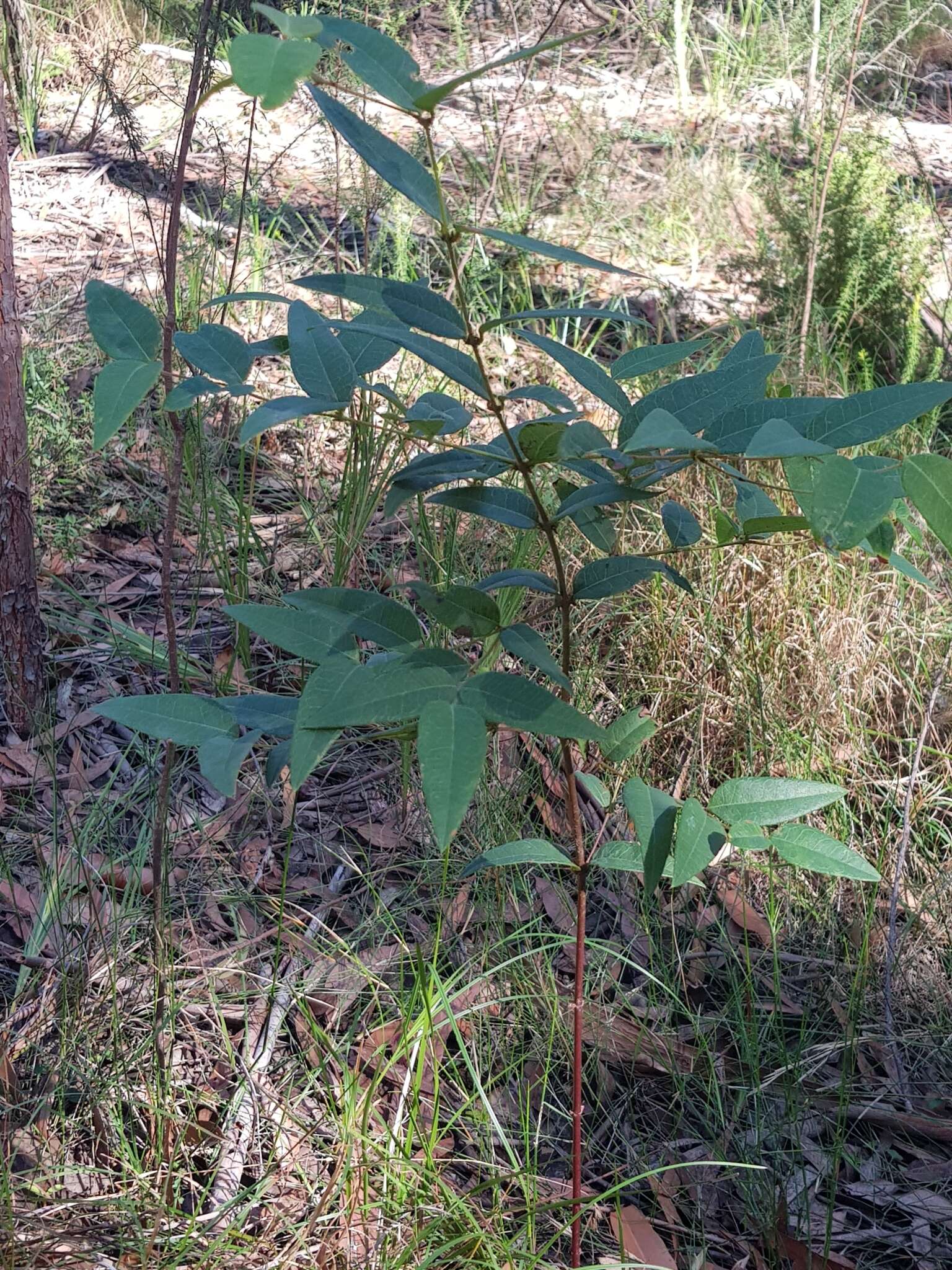 Plancia ëd Platylobium parviflorum