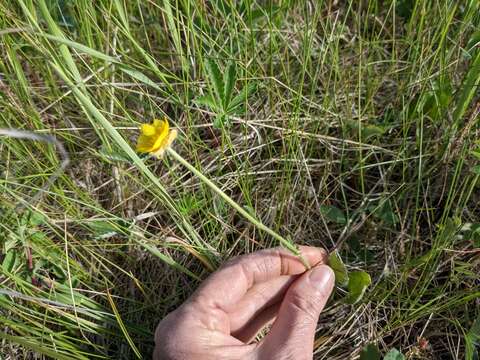 Слика од Ranunculus cardiophyllus Hook.