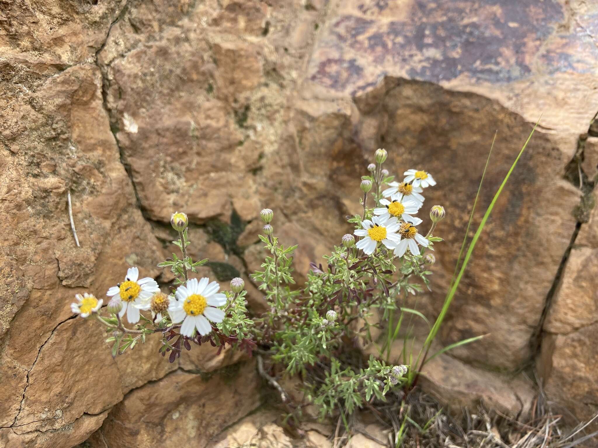 Imagem de Perityle coronopifolia A. Gray