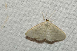 صورة Idaea subsericeata Haworth 1809