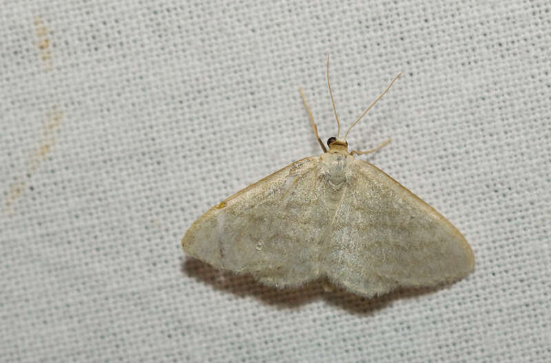 صورة Idaea subsericeata Haworth 1809