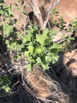 Image of Cnidoscolus palmeri (S. Watson) Rose